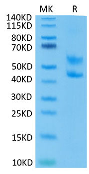 Recombinant Mouse CD3E&CD3D Protein