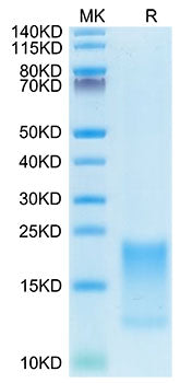 Recombinant Cynomolgus TNFRSF13C/BAFFR/CD268 Protein