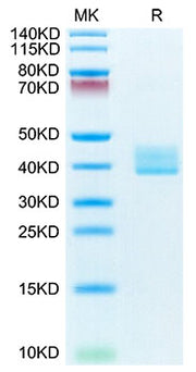 Recombinant Mouse TNFRSF17/BCMA/CD269 Protein