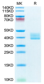 Recombinant Mouse TNFRSF17/BCMA/CD269 Protein