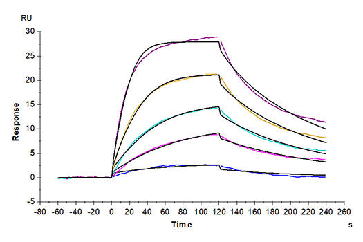 Recombinant Mouse TNFRSF17/BCMA/CD269 Protein