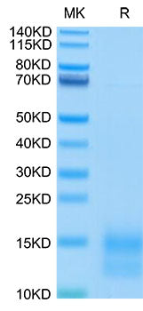 Recombinant Mouse TNFRSF17/BCMA/CD269 Protein