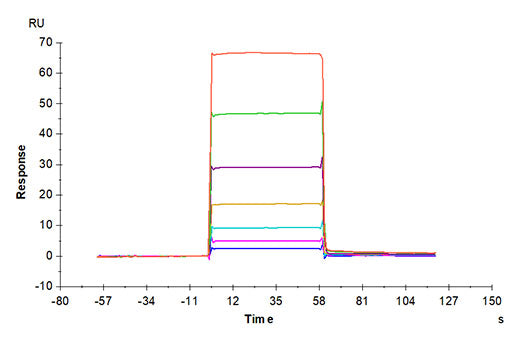 Recombinant Mouse TNFRSF17/BCMA/CD269 Protein
