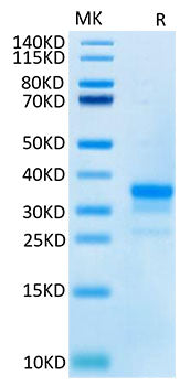 Recombinant Cynomolgus TNFRSF5/CD40 Protein