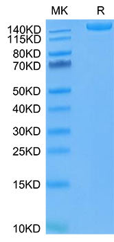 Recombinant SARS-COV-2 Spike S1+S2 ECD(S-ECD)(D614G) Trimer Protein