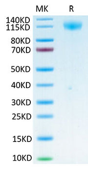 Biotinylated Recombinant SARS-COV-2 Spike S1 Protein