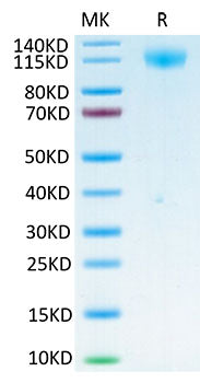 Biotinylated Recombinant SARS-COV-2 Spike S1 Protein