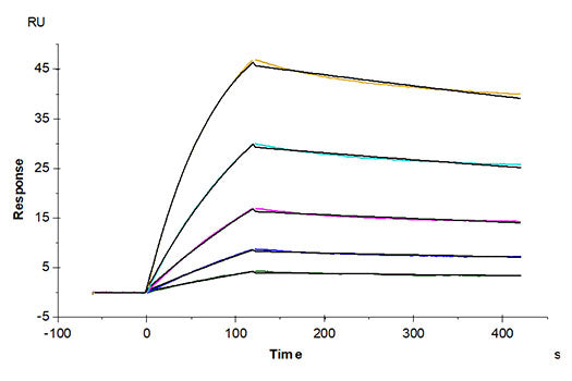 Recombinant SARS-COV-2 Spike S1 Protein
