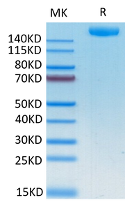 Recombinant SARS-COV-2 Spike S1+S2 ECD (S-ECD) Protein