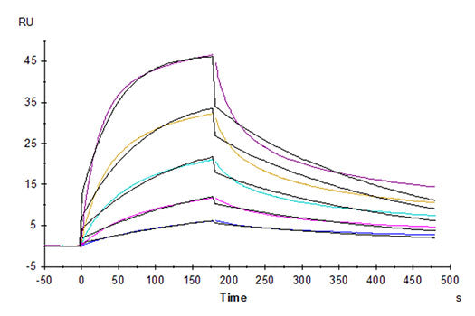 Recombinant Human TNFSF6/FAS ligand/CD178 Protein