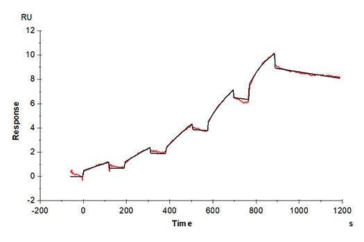 Recombinant Human Flt3 ligand/Flt3L Protein