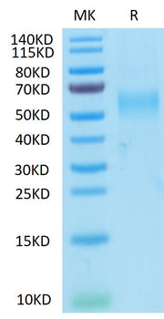 Recombinant Cynomolgus GFRAL Protein