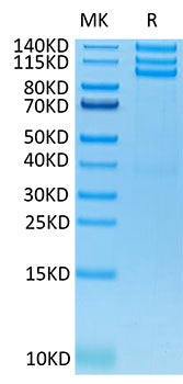 Recombinant Human ITGAV/CD51&ITGB3/CD61 Protein