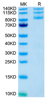 Recombinant Human Integrin alpha V beta 5 (ITGAV&ITGB5) Protein