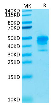 Recombinant Cynomolgus Mesothelin/MSLN  Protein