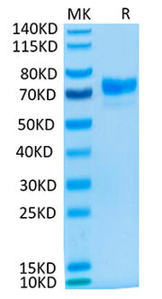 Recombinant Cynomolgus Mesothelin/MSLN Protein