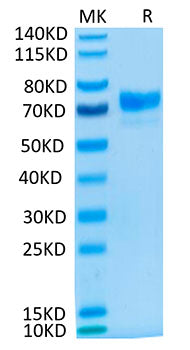 Recombinant Cynomolgus Mesothelin/MSLN Protein