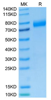 Recombinant Human NKG2A&KLRD1/CD159a&CD94 Protein
