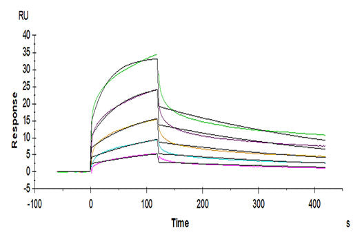 Recombinant Human NKG2A&KLRD1/CD159a&CD94 Protein