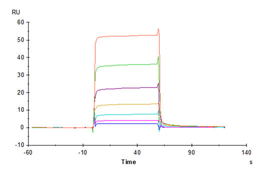 Recombinant Human NKG2A&KLRD1/CD159a&CD94 Protein