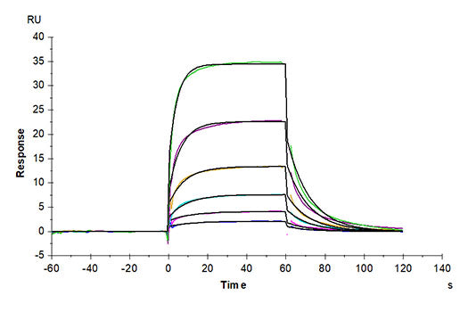 Recombinant Human Notch 1 Protein