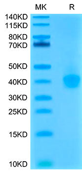 Recombinant Cynomolgus B7-H1/PD-L1/CD274 Protein
