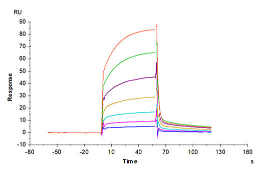 Recombinant Cynomolgus B7-H1/PD-L1/CD274 Protein