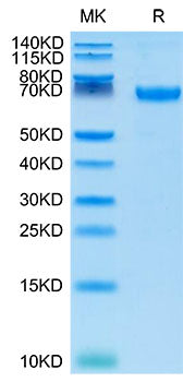 Recombinant Cynomolgus B7-H1/PD-L1/CD274 Protein