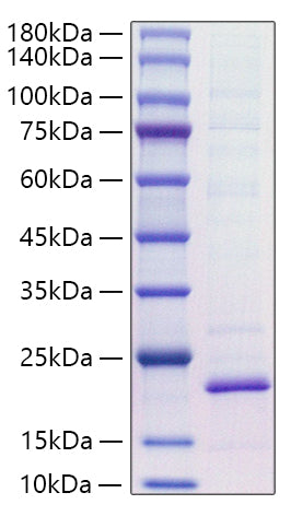 Recombinant Mouse IL-18 Protein