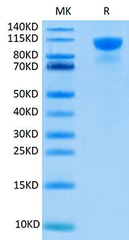 Recombinant Human FGFR-2 alpha (IIIb)/KGFR/CD332 Protein