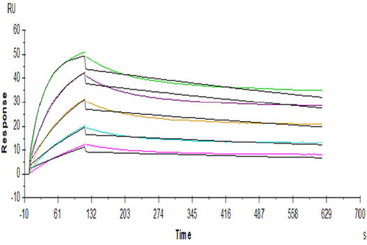 Recombinant Human FGFR-2 beta (IIIb)/KGFR/CD332 Protein