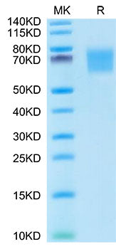 Recombinant Human FGFR-2 alpha (IIIb)/KGFR/CD332 Protein