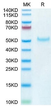 Recombinant Cynomolgus PVRIG Protein