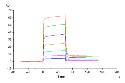 Recombinant Cynomolgus PVRIG Protein