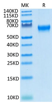 Recombinant Cynomolgus/Rhesus macaque TNFRSF7/CD27 Protein