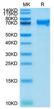 Recombinant Cynomolgus CRTAM/CD355 Protein