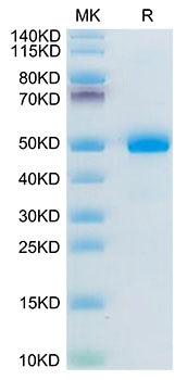 Recombinant Mouse BAMBI Protein