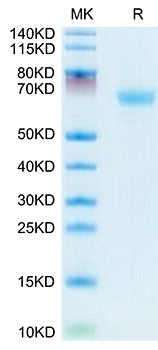 Recombinant Mouses LAMP5 Protein