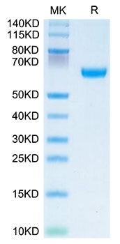 Recombinant Human OSCAR Protein