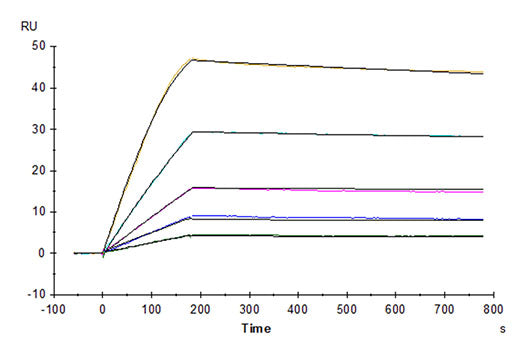 Recombinant Human GFR alpha-like/GFRAL Protein