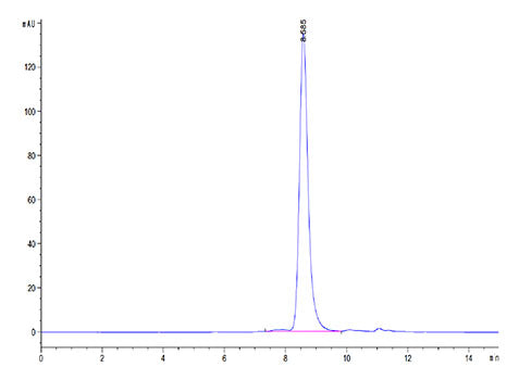 Recombinant Human MMP-8 Protein