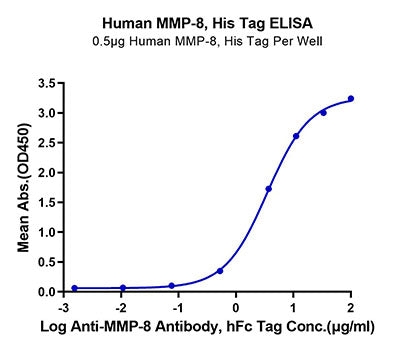 Recombinant Human MMP-8 Protein