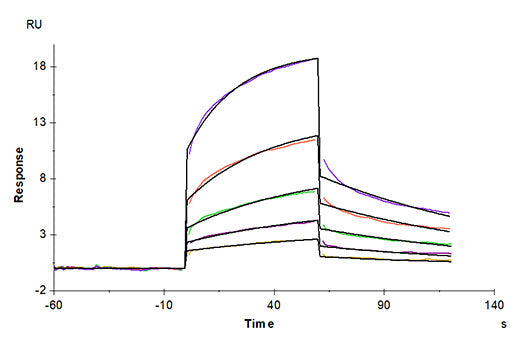 Recombinant Human MMP-8 Protein