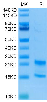 Recombinant Human IL-17A&IL-17F Protein