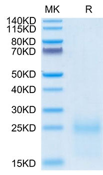 Recombinant Cynomolgus TSLP Protein