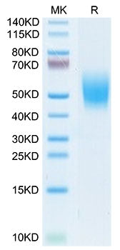 Recombinant Cynomolgus DNAM-1/CD226 Protein