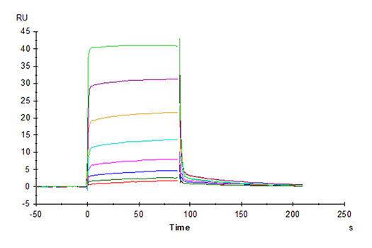 Recombinant Cynomolgus DNAM-1/CD226 Protein