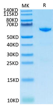Recombinant Cynomolgus 5'-Nucleotidase/NT5E/CD73 Protein