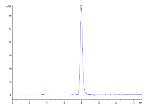 Recombinant Cynomolgus 5'-Nucleotidase/NT5E/CD73 Protein