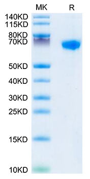 Recombinant Rhesus macaque LILRB1/ILT-2/CD85j Protein